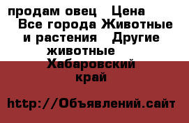  продам овец › Цена ­ 100 - Все города Животные и растения » Другие животные   . Хабаровский край